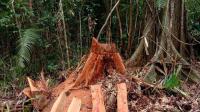Gakkum LHK Sita Kayu Pembalakan Liar di Siak